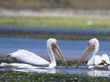 Elkhorn Slough 007